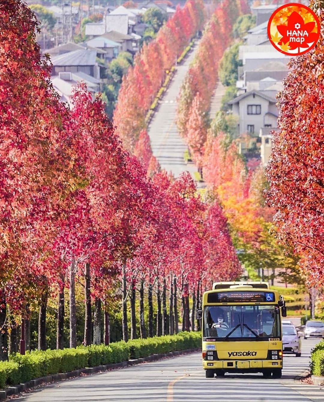 はなまっぷ❁日本の花風景さんのインスタグラム写真 - (はなまっぷ❁日本の花風景Instagram)「🍂🍁はなまっぷの紅葉まつり🍁🍂 *  @peconori さんの 紅葉に花まるを💮 * 色とりどりに染まる美しい日本の秋をありがとうございます😊🍁🍂 * 京都　#桂坂 Nishikyo, Kyoto. * 見頃を過ぎている場所もご紹介しています。 お出かけの際はHP等で最新の情報をご確認くださいね🙏🍁 * 🍁•••🍂•••🍁•••🍂•••🍁•••🍂 * 🍂🍁はなまっぷの紅葉まつり🍁🍂 〜紅葉の季節が終わる頃まで #はなまっぷ  のタグの中から、紅葉のお写真をご紹介させていただきます。期間中はランダムに、複数枚投稿でもご紹介させていただく場合がございます。 * #秋#紅葉#風景#はなまっぷ」11月6日 7時25分 - hanamap
