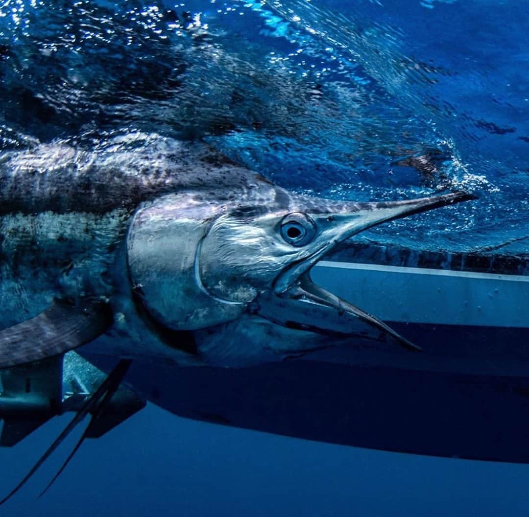 Costa Sunglassesのインスタグラム：「Back to bite another day. 📷: @sport_fish_gallery #SeeWhatsOutThere #BornOnTheWater」