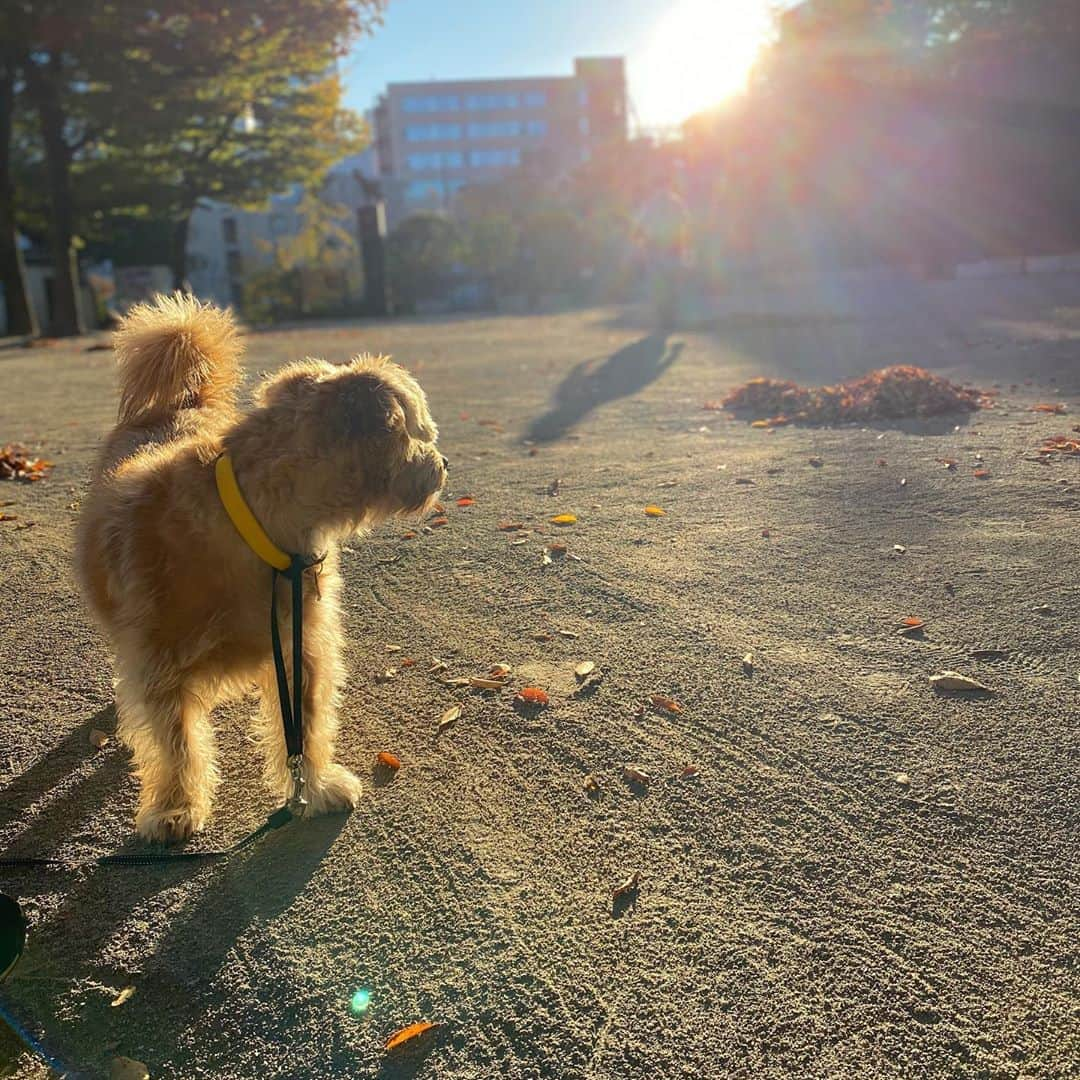 宮本亜門さんのインスタグラム写真 - (宮本亜門Instagram)「かれは🍂がたくさん。いつもおそうじありがとう😊　#公園は枯葉だらけ　#秋の風物詩　#公園のお掃除いつもありがとうございます　#保護犬　#ビート　#宮本亞門」11月6日 7時52分 - beatamon