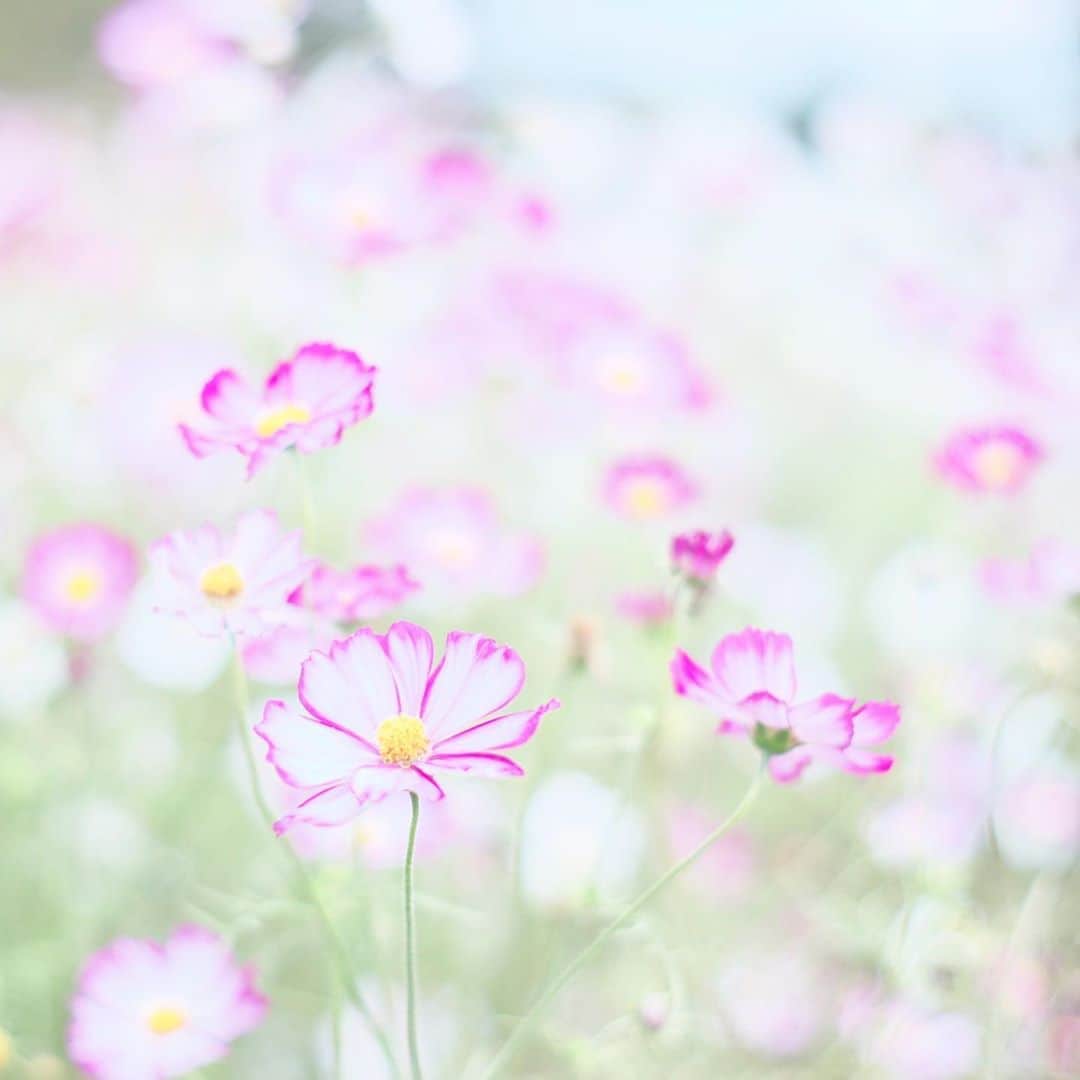 kiccyomuのインスタグラム：「☁️ 2020.11.06 Fri #昭和記念公園 縁取りがオシャレ #コスモス 🌸 #心に花を  この週末は… ちょっと秋探し🍁したいな❣️ 金曜日…今日も元気に🤗  location #東京 📷撮影 2020年10月18日 #オールドレンズ 📷 #Minolta」