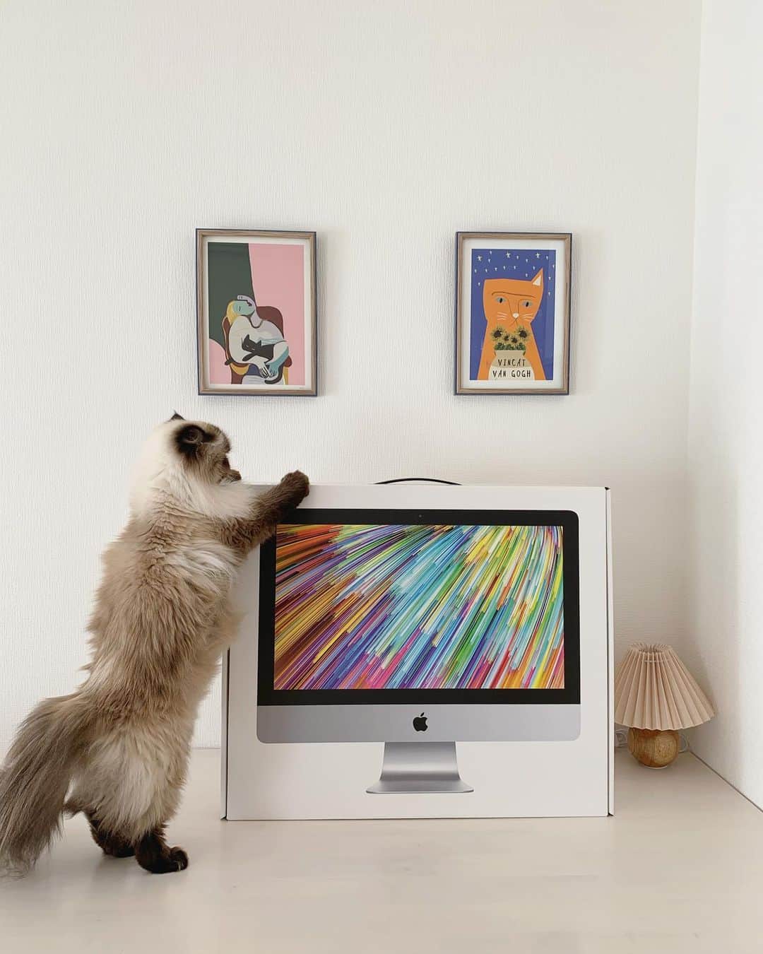 のインスタグラム：「新しい🖥きたよ🌈👨🏻‍💻  . . . . #プリュムのいる生活 #猫のいる暮らし  #ヒマラヤン  #赤ちゃんと猫  #もふもふ#ヒマラニャンズ  #猫  #ねこ  #ペコねこ部#アップル#Apple#mac#art#interior#kawaii#kitten#instalove  #beautiful#beautifulcat#fluffy#癒し#🐈 #고양이  #ilovecats  #himalayancat  #catsofinstagram#catloversclub#bestmeow#bestcats_oftheworld#weeklyfluff」