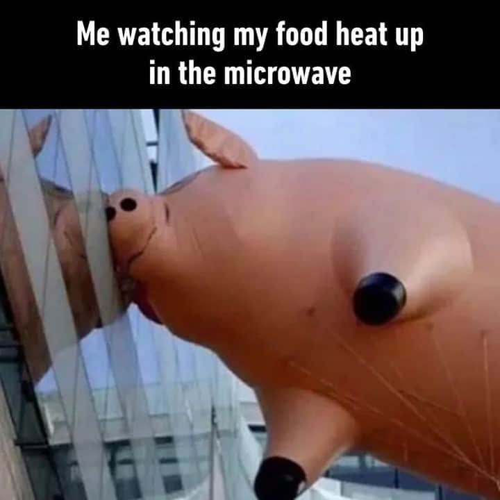 9GAGさんのインスタグラム写真 - (9GAGInstagram)「In the end, the plate was the only thing that's hot⠀ #microwave #pig #9gag」11月6日 8時00分 - 9gag