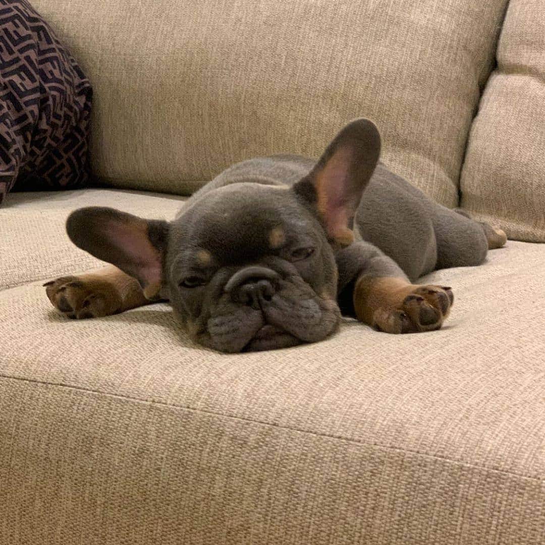 French Bulldogさんのインスタグラム写真 - (French BulldogInstagram)「Thursdays be like 🐫 @there.goes_bleus.clues . . . . . #frenchbulldog #frenchbulldogs #frenchie #frenchies #frenchiesofinstagram #frenchiesofig #instafrenchie #frenchie_corner #frenchielove_feature #daily_frenchie #frenchiesoverload #frenchies_ #frenchieworld #frenchielife #フレンチブルドッグ #フレブル #ワンコ #frenchiesociety #frenchieoftheday #puppiesofinstagram #puppylife #mycutestfrenchie #frenchielove #frenchbulldogoftheday #frenchielovers #frenchbulldoglife #frenchies1 #ig_bullys #dogsofinstagram #liparysfrenchies」11月6日 8時10分 - frenchie.world