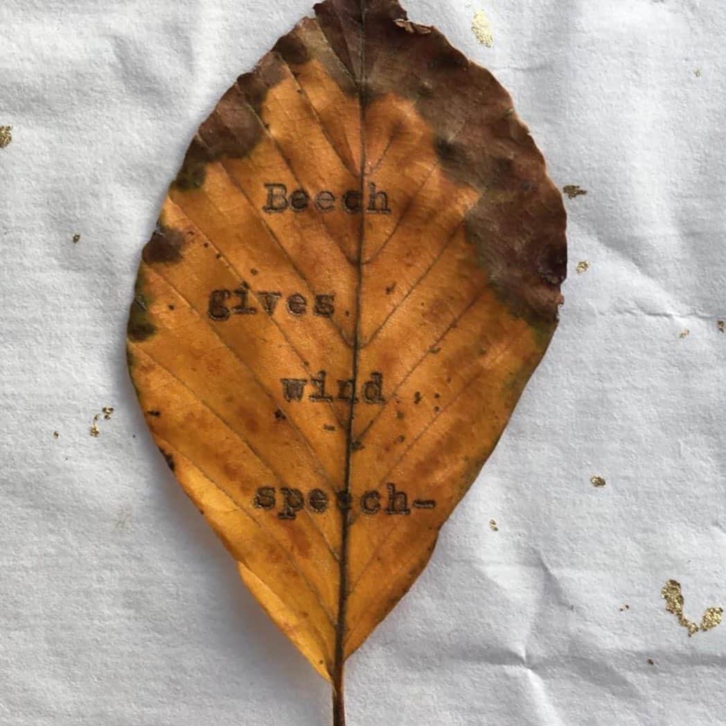 リリー・コールのインスタグラム：「“Beech gives wind speech” ~ I love this line by @robgmacfarlane & @jackiemorrisartist ~ whispered to me through the branches of the internet & @cosmosheldrake who has turned the poem it into a song ~ look for “Beech” on Spotify et al to listen to the song... and/or start hearing the elements converse 💨 💥」