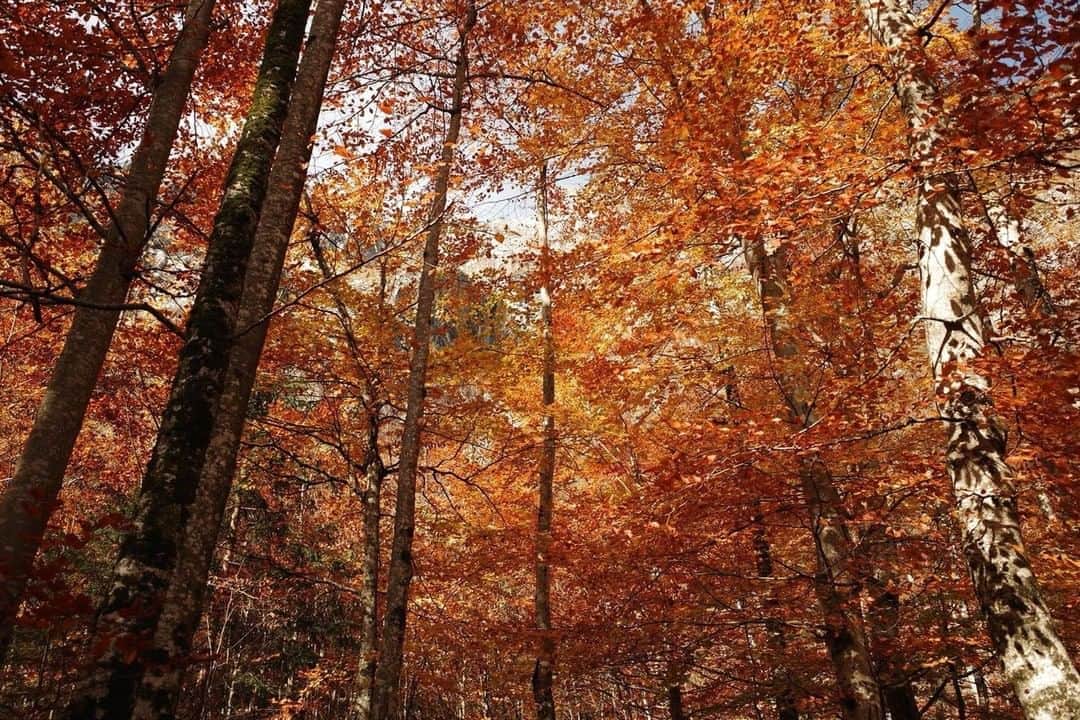 Ricoh Imagingさんのインスタグラム写真 - (Ricoh ImagingInstagram)「Our #teamricoh fan Roc captured this beautiful fall image using his GRIII.」11月6日 8時26分 - ricohpentax
