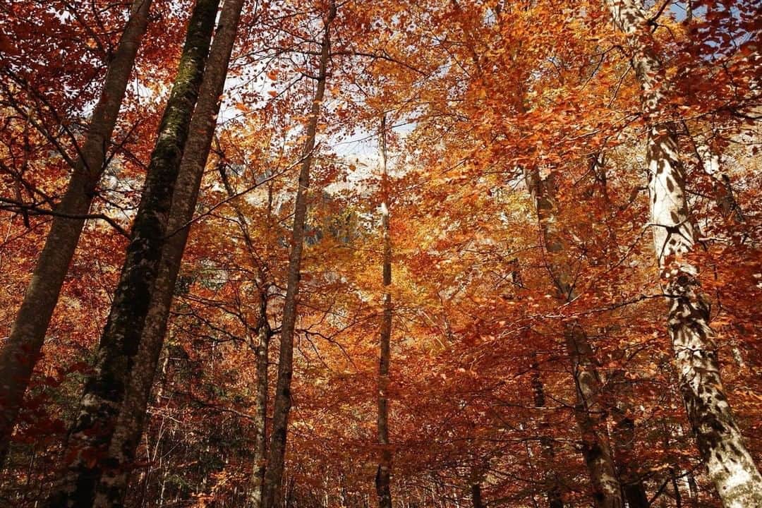 Ricoh Imagingのインスタグラム：「Our #teamricoh fan Roc captured this beautiful fall image using his GRIII.」
