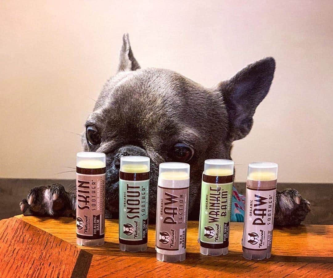 Regeneratti&Oliveira Kennelさんのインスタグラム写真 - (Regeneratti&Oliveira KennelInstagram)「Commitment is hard. Especially when you feel like you’ve tried everything to help your dog. Try the 5pc travel set from @naturaldogcompany, you can sample all their healing balms and see the results for yourself! Great for on-the-go, too. . ⭐ SAVE 20% off @naturaldogcompany with code JMARCOZ at NaturalDog.com  worldwide shipping  ad 📷: @strawsersfrenchbulldogs . . . . . . #bulldogfrances  #frenchbully #frenchbulldog #frenchie  #frenchielife #frenchies  ##frenchieoftheday #frenchiegram  #frenchiesociety #犬バカ部 #frenchiebulldogfeature  #dogmodel  #犬 #いぬ #成長記録  #ブルドッグ #フレンチブル #フレンチ #ペット #dogsofinstagram #bouledoguefrançais  #cute #fabfrenchies #frenchiesofinstagram  #instapet」11月6日 8時35分 - jmarcoz