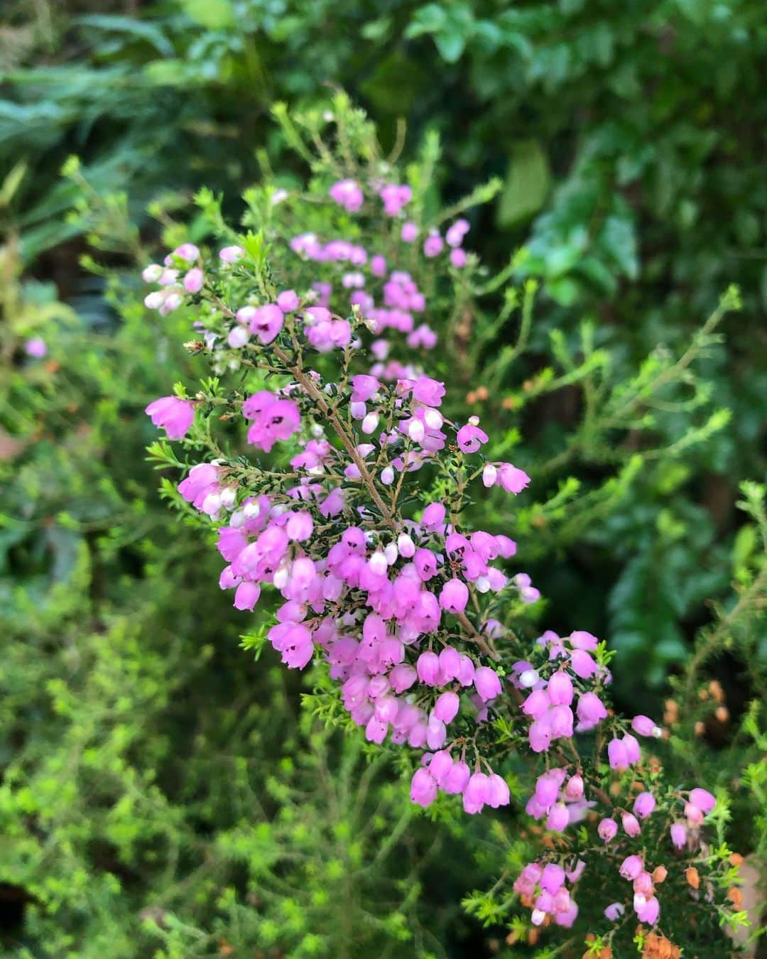 竹川美子さんのインスタグラム写真 - (竹川美子Instagram)「エリカ・メランセラの花☘️ #エリカ・メランセラ #別名　ヒース #ツツジ科エリカ属  #秋咲き #花壇 #ピンク色 #花言葉 #孤独・寂しさ #博愛・良い言葉 #ネガティブな花言葉だけど 可憐に咲いてる花 #癒し」11月6日 8時39分 - takegawamiko