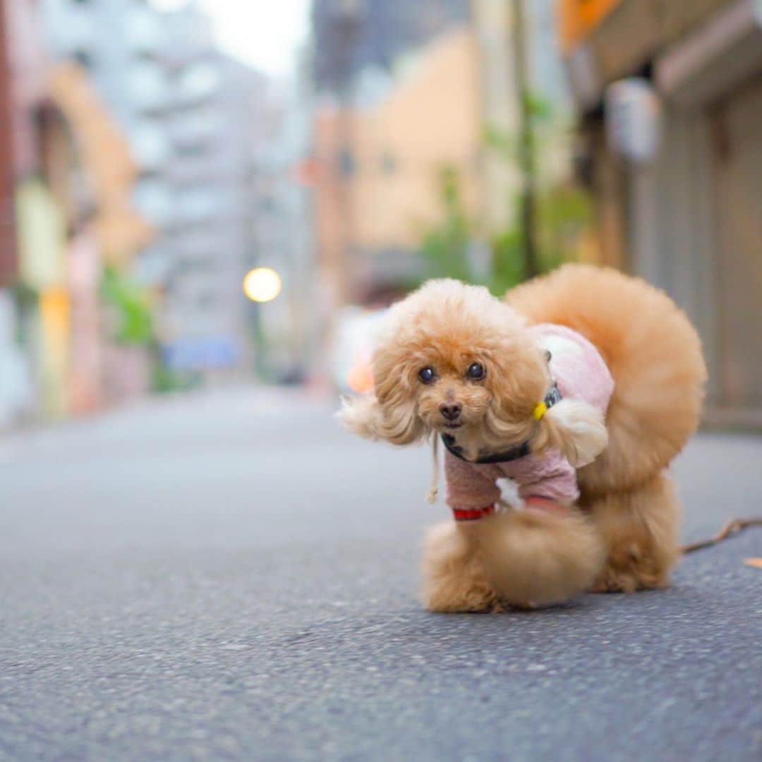 Toypoodle Mikuru?Asakusa Tokyoのインスタグラム：「20201105 Friday. Good morning! Friends 💞 . 今朝も元気に肉活あさんぽ😊 . ❶ 出発進行👍🏻 ❷ えーみくるのオニク？ ❸ もっとください😋 ❹ 肉活動画 ❺ りんまるさん🐕 ❻ 今日も一日頑張ります💪🏻 . 昨日は午後から急遽出勤でした。 帰ってきたら、みきゅるんいつも以上に粗塩対応😰 オニクとかオニクとかオニクで機嫌取り😅 . オニク最強🍖 . #あさんぽ #肉活 #ツインテール」