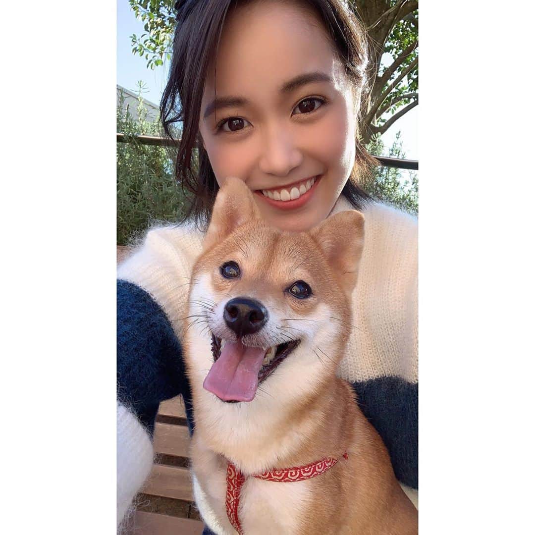 のインスタグラム：「* 今日も1日笑顔でファイティンです☺︎✨ #豆柴 #柴犬 #日本犬 #しばすたぐらむ #3歳」