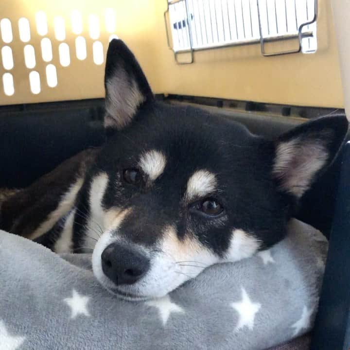 vo_coのインスタグラム：「🐾 散歩にお誘いしたのに、悠々と二度寝体勢に移行する我が家のお犬様 ちゃんと送迎の車両（チャリ）も用意しておりますよ！ ＊ #二度寝いぬ #ちなみにいびきスゴい #shibastagram #instashiba #shiba #shibainu #黒柴 #柴犬」
