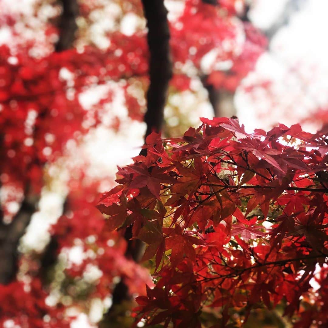 星那美月さんのインスタグラム写真 - (星那美月Instagram)「紅葉🍁🍁🍁」11月6日 9時39分 - mitsukihoshina