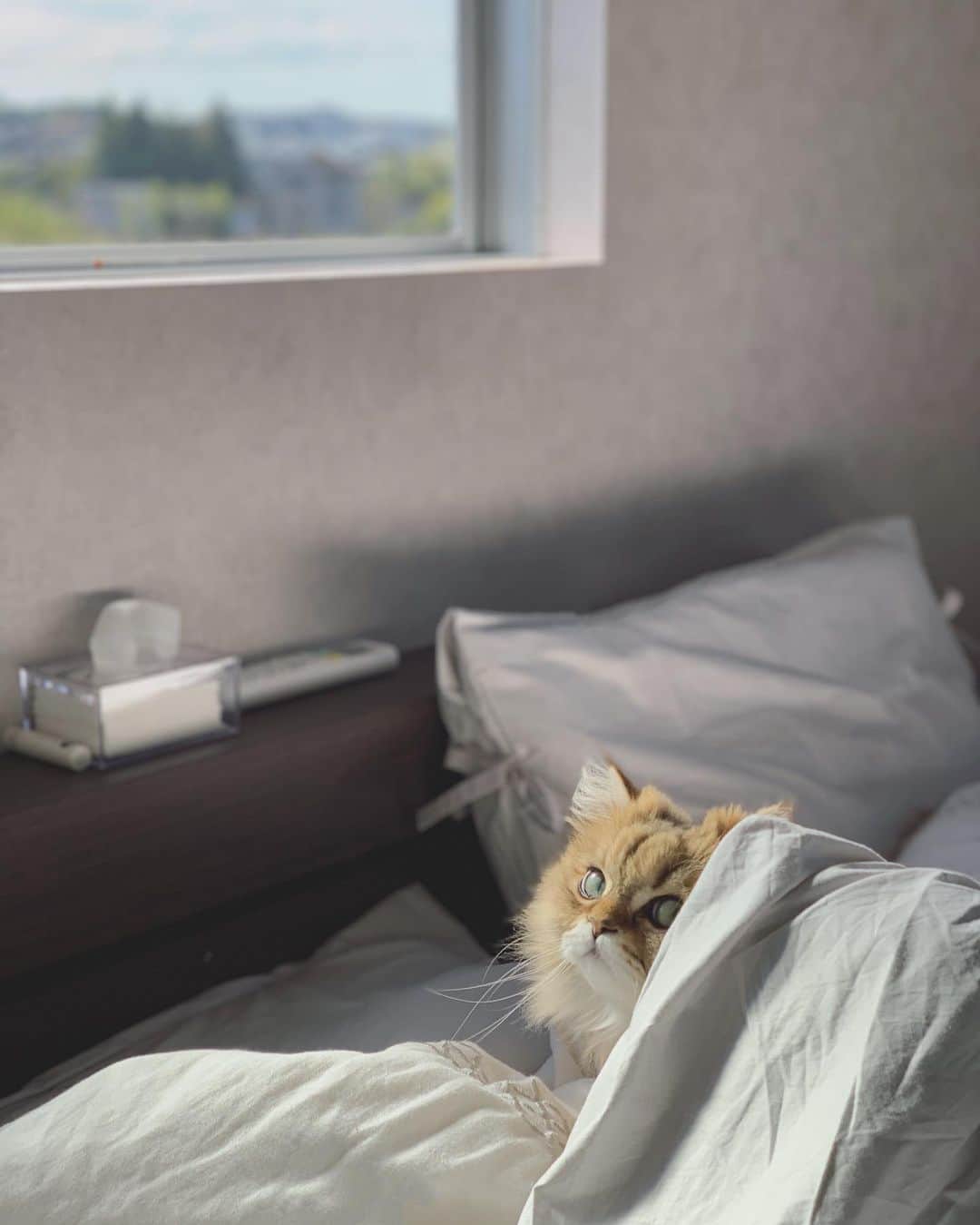 にこさんのインスタグラム写真 - (にこInstagram)「feels so autumn today  #cat #bedroom #goodmorning #autumn #window #ねこ #寝室 #おはよう #寝起き #蝶プラ工業」11月6日 9時47分 - nikon.neko.official