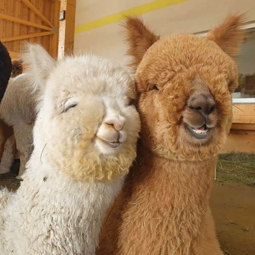 グラフ&ランツのインスタグラム：「Channeling these alpacas who’ve got nothing but hay on their minds 💆‍♀️ via @alpakazuchtsiebenhirten」