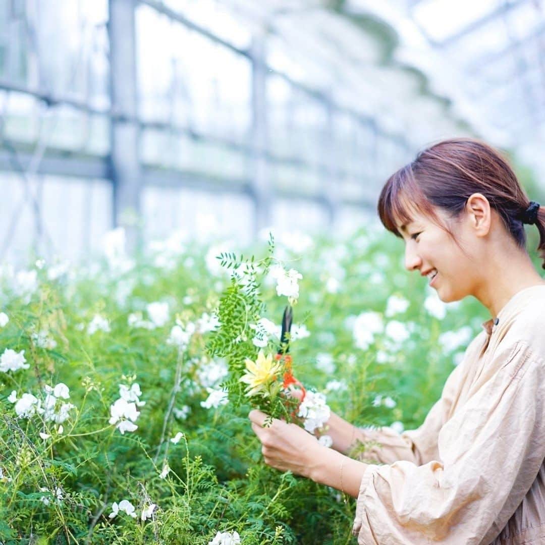 LOVEGREEN -植物と暮らしを豊かに。さんのインスタグラム写真 - (LOVEGREEN -植物と暮らしを豊かに。Instagram)「［前田有紀の一“花”言］ . フラワーアーティストの前田有紀さん( @yukimaeda0117 )が、一家言ならぬ一“花”言と称して、その時期に気になる旬のお花や魅力、そして前田さんならではのアレンジ術などお届けしています。 . -------------------- . 「アルストロメリアの生産で有名な片桐花卉園さんを訪問！」 . 今回は、長野県でアルストロメリアを中心に草花を生産している片桐花卉園さんの農園を訪れた時のことをご紹介します。 . -------------------- . 詳しくはプロフィール( @lovegreen_official )のURLよりチェック🌿 「一花言」から見てみてくださいね🌼 . #秋 #冬 #フラワーアーティスト #フラワーアレンジ  #flower #flowers #アルストロメリア #片桐花卉園 #農園 #草花 #植物 #植物のある暮らし #植物と暮らす #植物が好き #花 #花が好き #花のある暮らし #花と暮らす #春 #LOVEGREENストア #植物と暮らしを豊かに #シンプルライフ #ライフスタイル #暮らし #園芸 #ガーデニング #花束 #花瓶 #一輪挿し #季節の花」11月6日 9時58分 - lovegreen_official