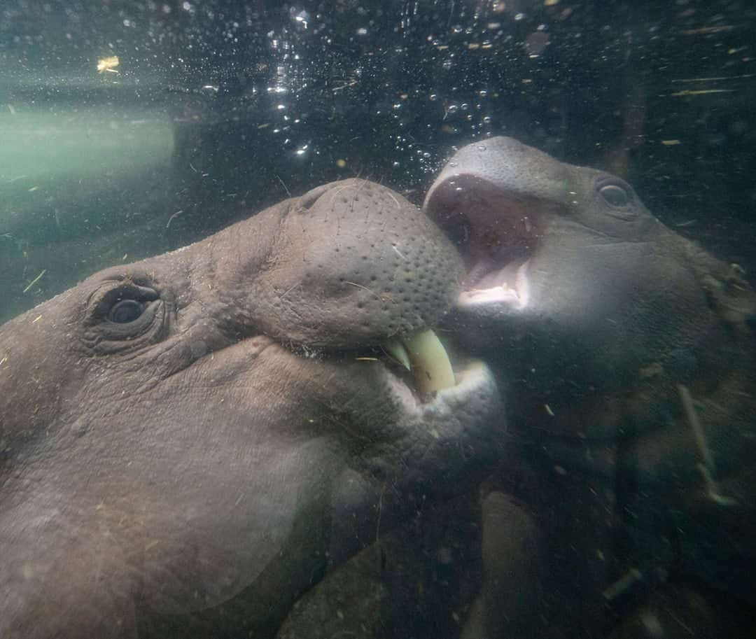 San Diego Zooのインスタグラム