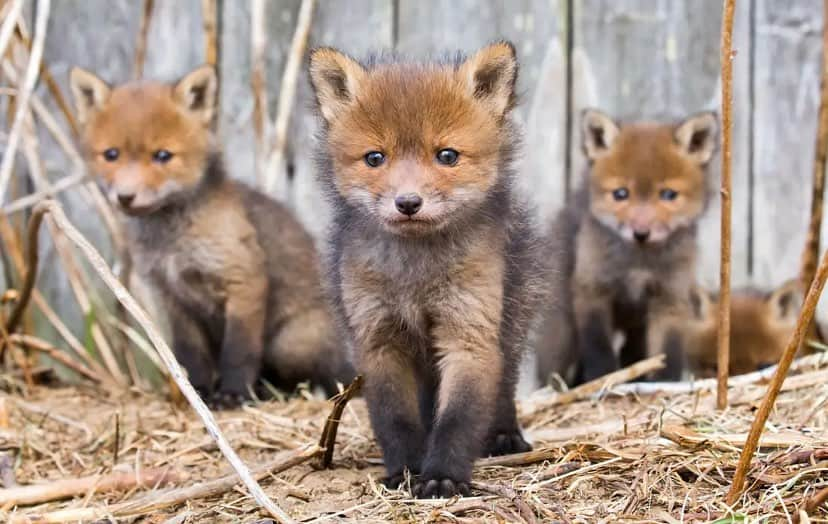 Baby Animalsさんのインスタグラム写真 - (Baby AnimalsInstagram)「They look like they’re about to release the cutest album of 2020! 😂😍」11月6日 10時10分 - thebabyanimals