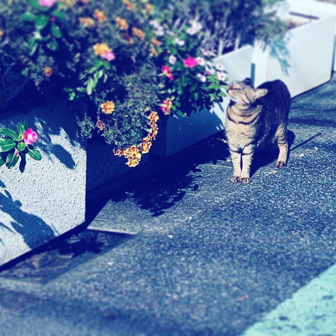 中野敬久さんのインスタグラム写真 - (中野敬久Instagram)「#cat #scent #flowers #street #hope #neighborhood」11月6日 10時18分 - hirohisanakano