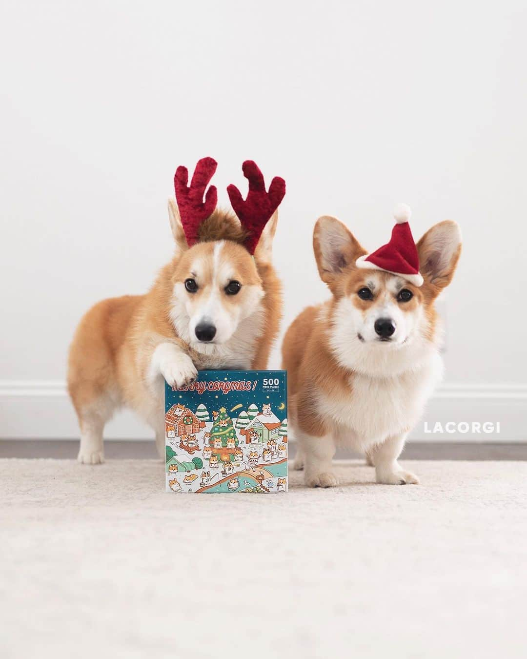 Geordi La Corgiさんのインスタグラム写真 - (Geordi La CorgiInstagram)「Geordi's mad he had to be the reindeer instead of Santa this year. 🦌🎅⁣ –––⁣ 🧩 Our Limited Edition Corgmas Puzzle is back with a brand new design! ⁣ ⁣ The puzzles will go on sale at 10am PST tomorrow (Nov 6). I'll be posting a link in my IG story, so make sure to keep an eye out – last year's puzzles sold out in 90 minutes!⁣ ⁣ 100% of the profits will be donated to NKLA @bfas_la, @Calfund Wildfire Relief, and @NAACP.  ___ Puzzle illustration by @kiwihen 🎄」11月6日 10時20分 - lacorgi