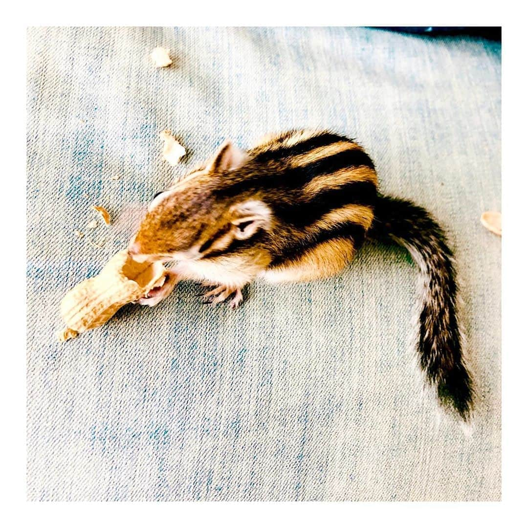 馬庭良介さんのインスタグラム写真 - (馬庭良介Instagram)「Chipmunk vs Peanuts  #chipmunk #シマリス #楽しそう #でも #凄い散らかすから #ソファの上はだめだった」11月6日 10時32分 - maniwa_ryosuke