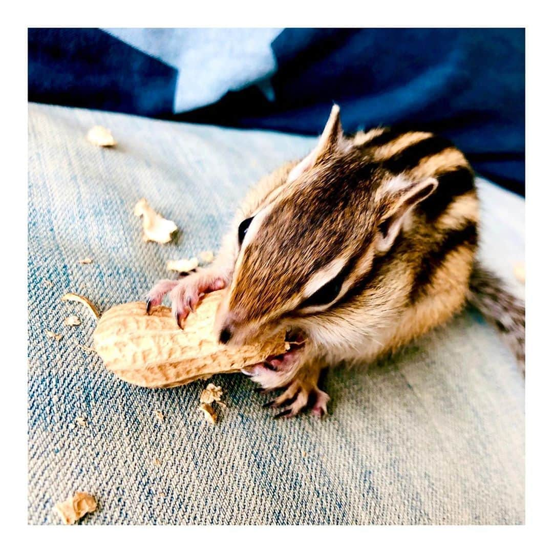 馬庭良介さんのインスタグラム写真 - (馬庭良介Instagram)「Chipmunk vs Peanuts  #chipmunk #シマリス #楽しそう #でも #凄い散らかすから #ソファの上はだめだった」11月6日 10時32分 - maniwa_ryosuke