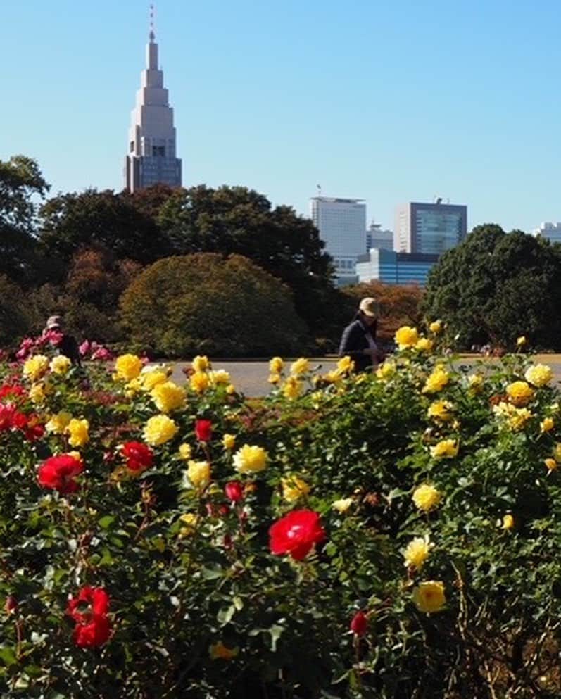 ホテルウィングインターナショナルプレミアム東京四谷さんのインスタグラム写真 - (ホテルウィングインターナショナルプレミアム東京四谷Instagram)「.  私は先日、新宿御苑へ行ってきました‼︎  11月になり日に日に寒くなってきましたが、この日はとても天気が良く気持ちもぽかぽかあたたかくなりました。  紅葉の季節のため、木々が赤く色づいておりとてもきれいでした。特にバラ一色の場所があり、いろいろな種類、またそれぞれ香りも違うのでとても華やかな時間を過ごすことができました。  新宿御苑の中には、休憩所があり、そこでは抹茶ソフトクリームとわらび餅をいただきました。意外と気づけばたくさん歩いていたので、途中での甘いものは身体に染みてとてもおいしかったです。  当ホテルからは徒歩5分でございますので、ぜひ一度訪れてみてはいかがでしょうか。  #ホテルウィングプレミアム東京四谷 #ホテルウィング東京四谷 #hotelwinginternationalpremiumtokyoyotsuya  #新宿御苑 #紅葉 #バラ #池 #olympus  #ぽかぽか陽気の気持ちいい休日」11月6日 10時43分 - hotelwing_premium_tokyoyotsuya