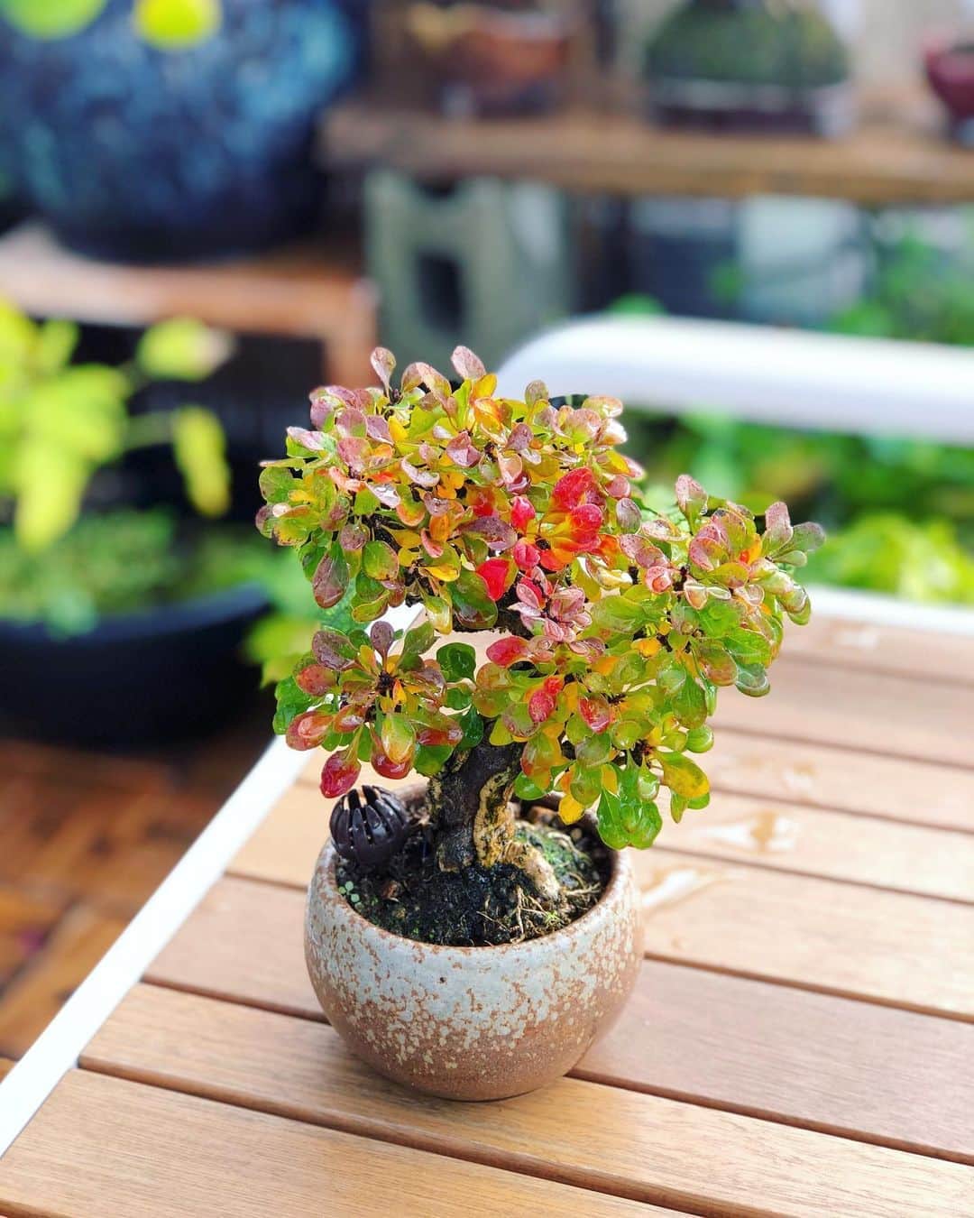 金成公信のインスタグラム：「メギも紅葉し始めましたね。🍁#メギ #盆栽 #bonsai #bonsaijapan #japanesebonsai #wabisabi #bonsailovers #bonsailife #bonsaitree #bonsaiart #bonsaigram #bonsaiworld #plants #tree #greenlife #greenlifestyle #苔 #moss #睡蓮 #睡蓮鉢 #ビオトープ #biotope #メダカ #waterlilybowls」