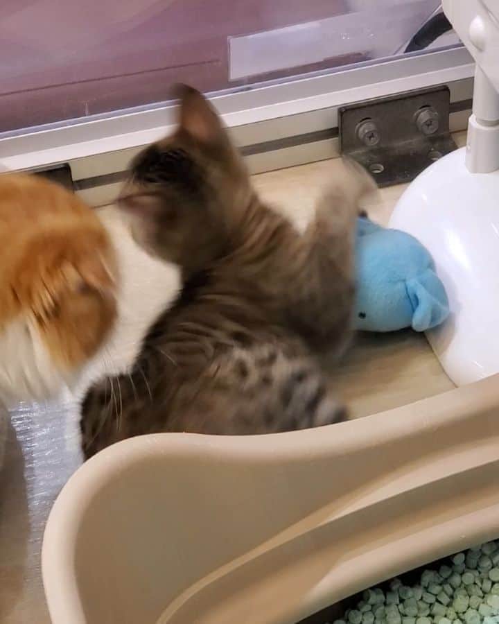 金本浩二のインスタグラム：「ヒョウ柄の😽こやつ 可愛い❗　　　　　　　#この猫の種類は？ #猫飼いたいけど無理！#子猫　子犬　子熊　子虎　子兎」