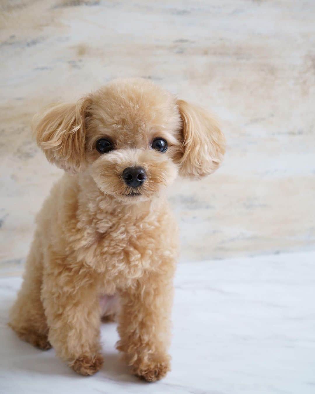 くるみたんさんのインスタグラム写真 くるみたんinstagram ひたすらのくるん グリニーズ 大好きなんです 何回転でもする プードル トイプードル ティーカッププードル 犬 ふわもこ部 犬バカ部 アプリコット パピー ペット Poodle Toypoodle