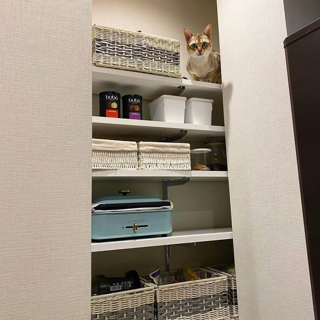 モルト♡Malt(Singapuracat)のインスタグラム：「だめなとこ全部登っちゃう 乱雑に収納されたパントリー的なとこ」