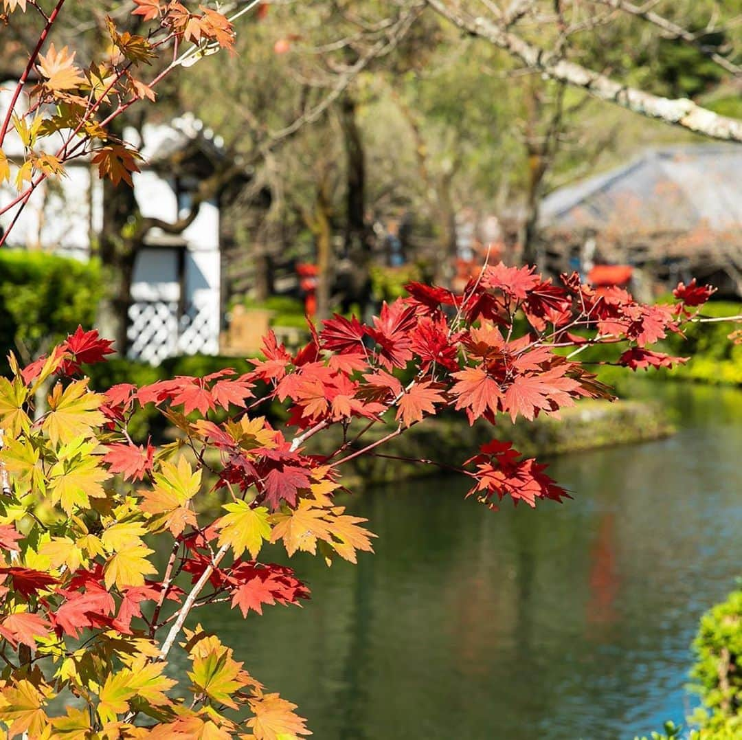 江戸ワンダーランド 日光江戸村のインスタグラム：「・ 情緒  emotion🍁 秋色のハーモニー。Autumn color harmony. ・ ・ #edo #gototravel #秋の江戸 #紅葉 #いざ江戸へドロン  #edowonderland #江戸ワンダーランド日光江戸村」