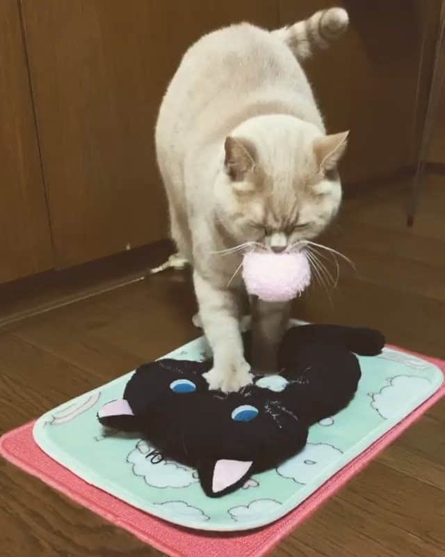 PECOねこ部のインスタグラム