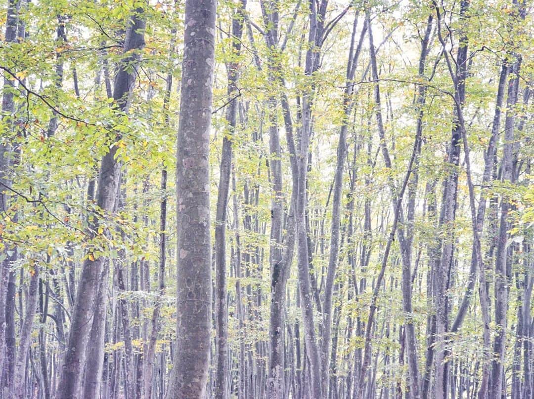 柏倉陽介さんのインスタグラム写真 - (柏倉陽介Instagram)「年間10万人以上が訪れる新潟県松之山の美人林。Xperia 1 IIを持って訪れたのは美しい風景で有名な撮影スポットでもあるからだった。ここには樹齢100年のブナが群生し、工夫次第で幻想的な写真を撮ることができる。さっそく、どんな設定で撮ったら良いのか紹介してみようと思う。 ■曇天や雨の日に撮影する ■撮影モードを「P」にする ■ホワイトバランスを「蛍光灯」にする ■露出設定（EV）を「プラス1～1.5」くらい明るく設定する ＊ISO感度はオート ポイントとしては、ホワイトバランスと露出設定（EV）の二つを操作すること。ホワイトバランスをAWB（オート）から蛍光灯にすることで暖かみを抑えた色味になり透明感が出る。露出設定を思い切って明るくすることでブナ林の存在感を浮き立たせることができる。コツとしては、直射日光で明暗差がくっきり出てしまう晴れを避けて、柔らかい光が森全体に当たる曇天を選ぶこと。そして、白飛びするくらい明るく撮ること。以上の操作でふんわりとした透明感のあるブナ林が撮れるはずだ。この設定はブナ林だけでなく、人物撮影（逆光や半逆光で撮る）にも有効なので是非試してもらいたい。 📷 #Xperia #Xperia1II #Xperiaアンバサダー #pr #SonyAlpha #Sonyalphaphotos #Sonyimages #写真 #カメラ #山スタグラム #outdoor #hiking #新潟 #美人林 #風景 #カメラのある生活 #japan #unknownjapan」11月6日 21時01分 - yosuke_kashiwakura