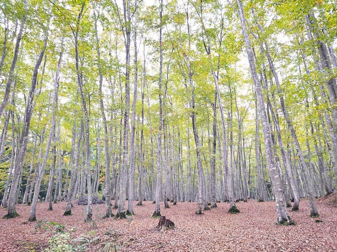 柏倉陽介さんのインスタグラム写真 - (柏倉陽介Instagram)「年間10万人以上が訪れる新潟県松之山の美人林。Xperia 1 IIを持って訪れたのは美しい風景で有名な撮影スポットでもあるからだった。ここには樹齢100年のブナが群生し、工夫次第で幻想的な写真を撮ることができる。さっそく、どんな設定で撮ったら良いのか紹介してみようと思う。 ■曇天や雨の日に撮影する ■撮影モードを「P」にする ■ホワイトバランスを「蛍光灯」にする ■露出設定（EV）を「プラス1～1.5」くらい明るく設定する ＊ISO感度はオート ポイントとしては、ホワイトバランスと露出設定（EV）の二つを操作すること。ホワイトバランスをAWB（オート）から蛍光灯にすることで暖かみを抑えた色味になり透明感が出る。露出設定を思い切って明るくすることでブナ林の存在感を浮き立たせることができる。コツとしては、直射日光で明暗差がくっきり出てしまう晴れを避けて、柔らかい光が森全体に当たる曇天を選ぶこと。そして、白飛びするくらい明るく撮ること。以上の操作でふんわりとした透明感のあるブナ林が撮れるはずだ。この設定はブナ林だけでなく、人物撮影（逆光や半逆光で撮る）にも有効なので是非試してもらいたい。 📷 #Xperia #Xperia1II #Xperiaアンバサダー #pr #SonyAlpha #Sonyalphaphotos #Sonyimages #写真 #カメラ #山スタグラム #outdoor #hiking #新潟 #美人林 #風景 #カメラのある生活 #japan #unknownjapan」11月6日 21時01分 - yosuke_kashiwakura