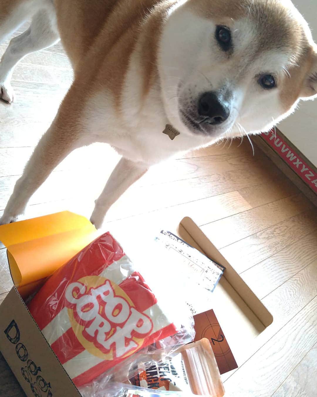 柴犬⭐️サスケのインスタグラム：「こんばんワン #初ドギボ#ドギボ#ドギーボックス#pr#ポップコーン#ピーピー鳴る#何日で壊されるかな…#犬用ポップコーン  #犬ら部 #定期便#doggybox#犬用おやつ#犬用オモチャ#素敵#可愛い#ふわもこ部 #ポップコーン枕にして寝る#shibastagram」