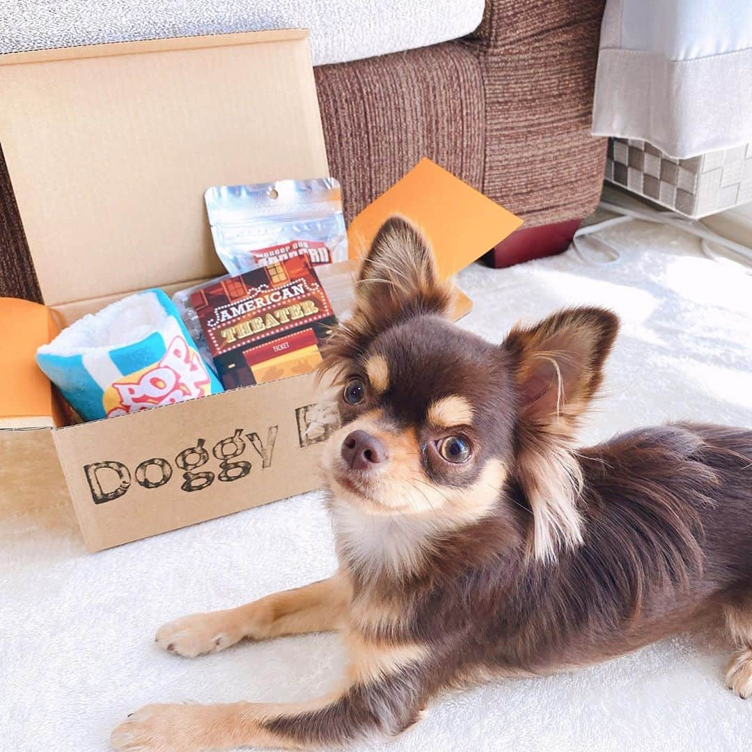 Rina Itagakiさんのインスタグラム写真 - (Rina ItagakiInstagram)「ニコりん、初めての #doggybox 🎁 毎月テーマに合わせたおもちゃとかおやつが入ってて楽しい❤️ 今月は「theater🍿」で、ニコはポップコーンと煮干しにとりこ😂🎬（煮干しの頭は絶対残します🐟笑） お家時間がまたまた楽しくなって嬉しい〜🦴 #ドギボ　#pr #チワワ #チワワ部 #チワワ子犬 #チワワパピー #パピー #チワワパピー #愛犬 #子犬 #チワスタグラム #ちわすたぐらむ #いぬすたぐらむ #イヌスタグラム #チョコタン #チョコタンチワワ #チワワlove #いぬのきもち #チワワのいる暮らし #chihuahua #chihuahualove #chihuahuastagram #doglover」11月6日 21時12分 - rinakoitagaki