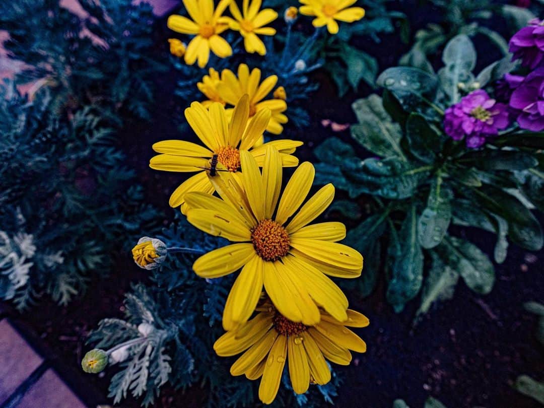 森恵さんのインスタグラム写真 - (森恵Instagram)「自撮りしてる時に スタッフさんが撮ってくれました。 お花も。  #実はこの時 #膝プルプルさせながら 自撮り棒支えてる」11月6日 21時12分 - morimegumi_official