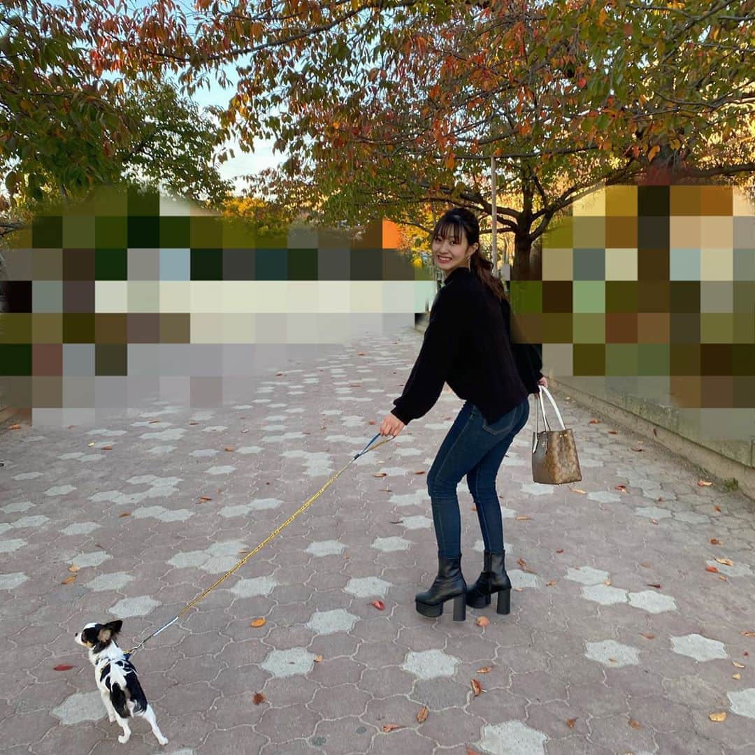 聖山倫加さんのインスタグラム写真 - (聖山倫加Instagram)「昨日のお散歩風景🤍🤍🤍  #散歩　#犬のいる暮らし #犬　#いぬすたぐらむ」11月6日 21時14分 - chisato___2168
