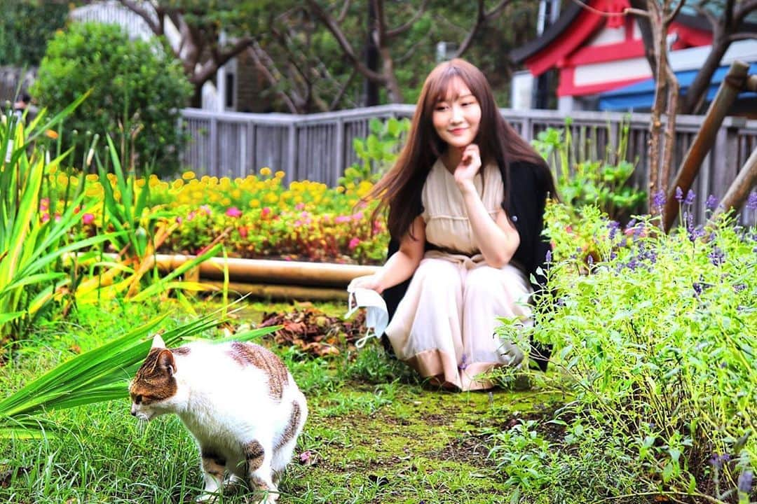 矢倉楓子さんのインスタグラム写真 - (矢倉楓子Instagram)「江ノ島行ったときの写真。﻿ にこにこですね☺️🍃﻿ ﻿ ﻿ 3枚目は可愛いにゃんこに遭遇🍃﻿ ﻿ 写真撮ろうとしたら、﻿ すぐどっかに消えちゃった🐈💭﻿ ﻿ #江ノ島 ﻿ #子猫 #自然  #ootd  #ワンピース  #リリーブラウン #lilybrown  #靴  #converse」11月6日 21時25分 - fufu_ice