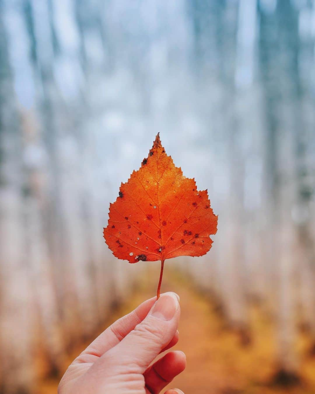 kyoko_zzzのインスタグラム：「one leaf」