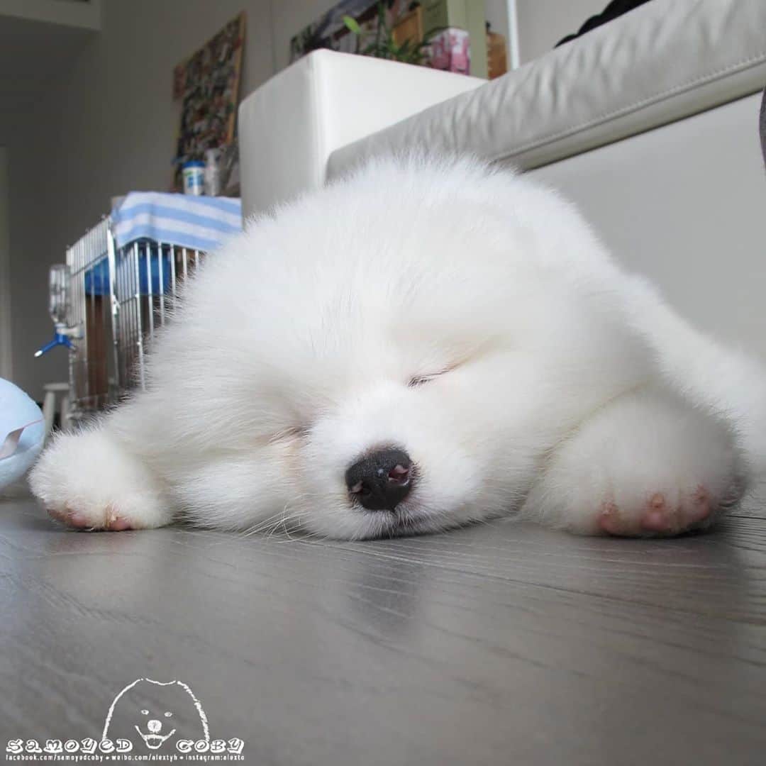 Alex Toのインスタグラム：「Throwback. Little seal 😘😘😘 #cute #dog #doglover #dogsofinstagram #dogoftheday #dogofthedayjp #dogstagram #fluffy #hkig #hongkong #ilovemydog #instadog #instagood #instamood #instagraphy #instapic #samoyedoninstagram #pet #petlovers #petsofinstagram #petstagram #photooftheday #puppy #pupsofinstagram #samoyed #samoyedsofinstagram #webstagram #犬 #サモエド」