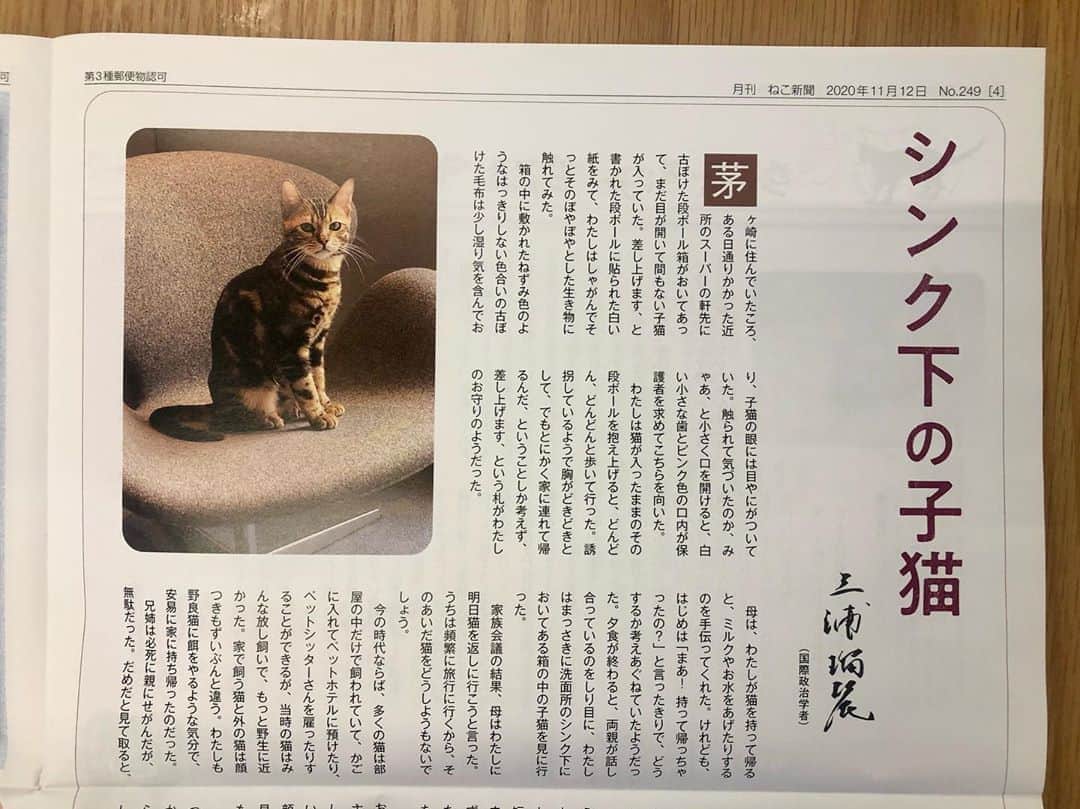 三浦瑠麗さんのインスタグラム写真 - (三浦瑠麗Instagram)「ねこ新聞に寄稿しました。 シンク下の子猫。 2020年11月号。」11月6日 12時36分 - lullymiura