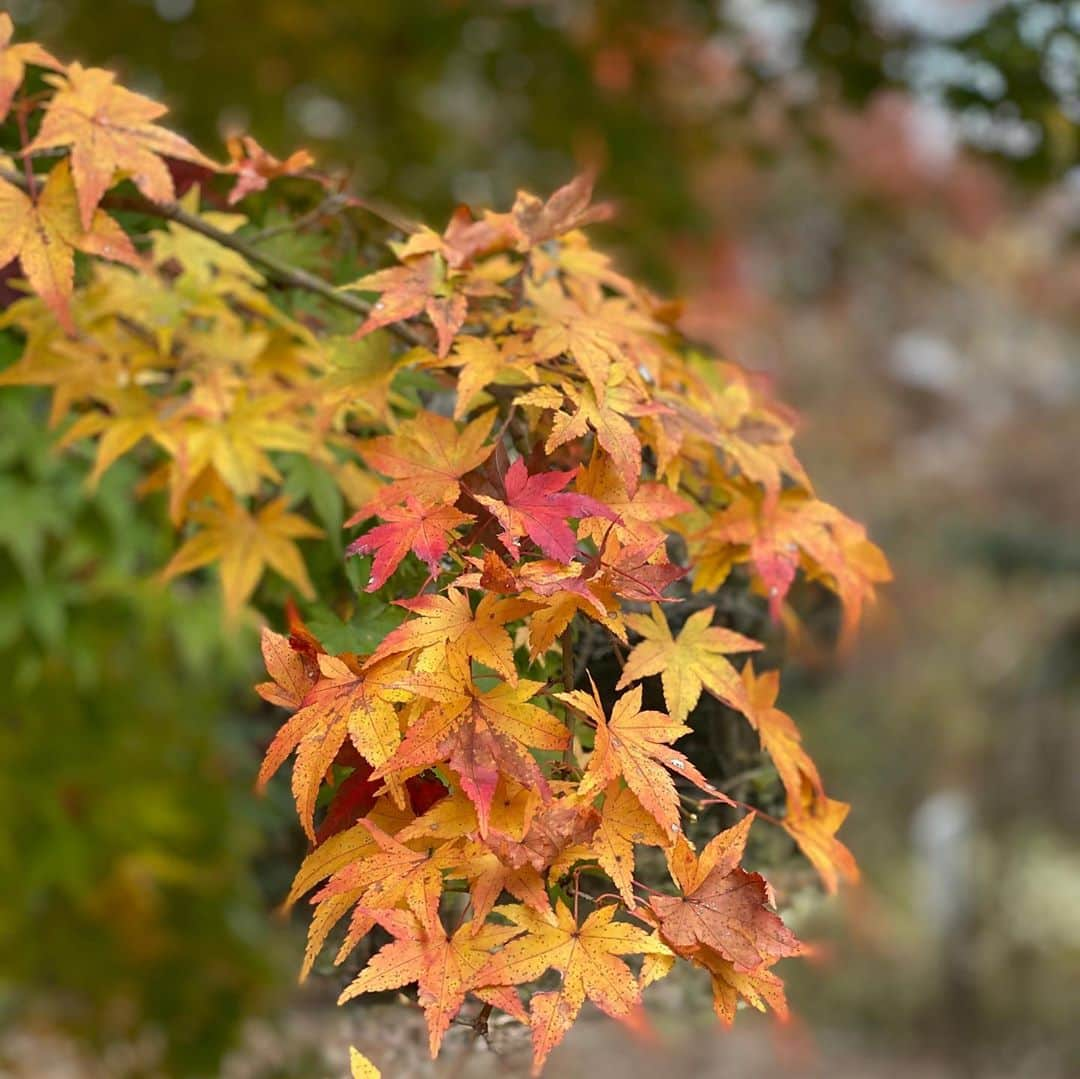 小塚崇彦のインスタグラム：「紅葉が綺麗🍁 #もう最後の最後かな #紅葉 #もみじ #今日は鍋しよ #なんとなく」