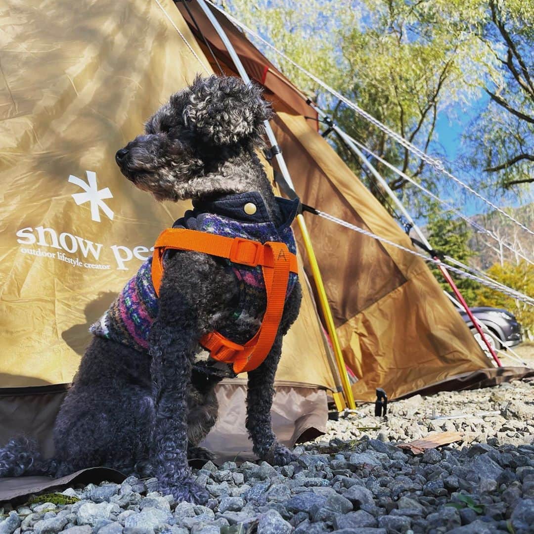 Kazuki Hamamotoのインスタグラム：「@snowpeak_official  とエース🐕‍🦺  #キャンプ #snowpeak」