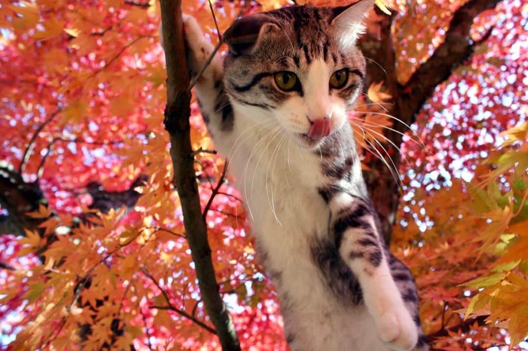 Nyankichi Noranekoさんのインスタグラム写真 - (Nyankichi NoranekoInstagram)「俺と紅葉🍁😸🍁  我跟紅葉🍁😸🍁   I'm with Autumn leaves 🍁😸🍁  #猫 #cat #고양이 #แมว #貓 #кошка #wats #chat #ニャンスタグラム #gato #catsofinstagram #ねこ部 #旅猫 #cats #aso #japan #猫写真 #ねこ #seekor #ネコ #kitty #パトロール #kucing #kucinglucu #紅葉 #耶馬渓 #大分 #oita #にゃんパシャコンテスト #オールウェル」11月6日 13時23分 - noraneko_nyankichi