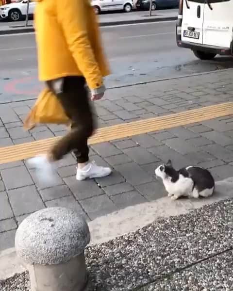 The Cats Of Instagramのインスタグラム：「When you hate everyone. - @kardelen_cat」