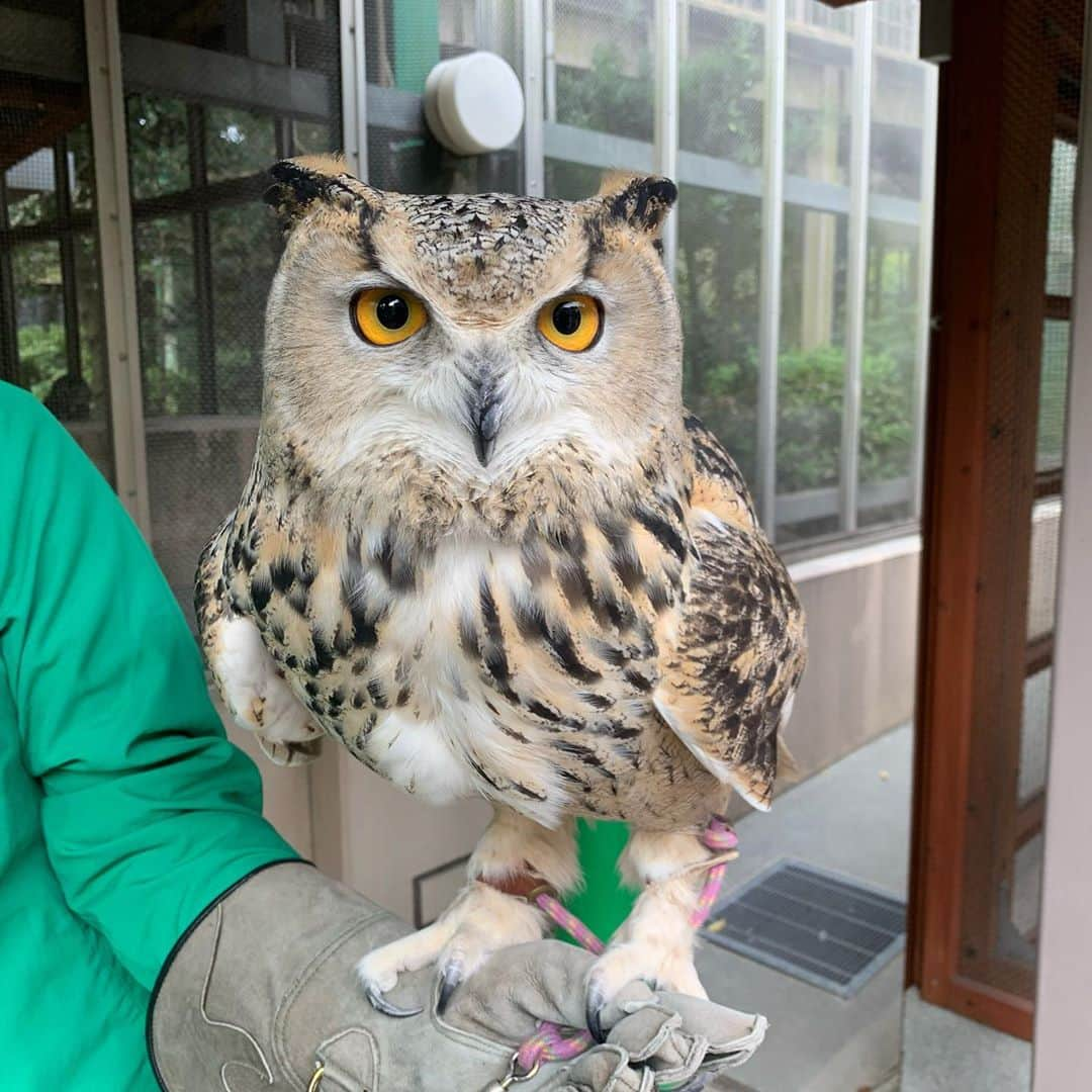 武内裕之のインスタグラム：「Live owl  #owl #fukuoka #luckyitem 福岡 #フクロウ」