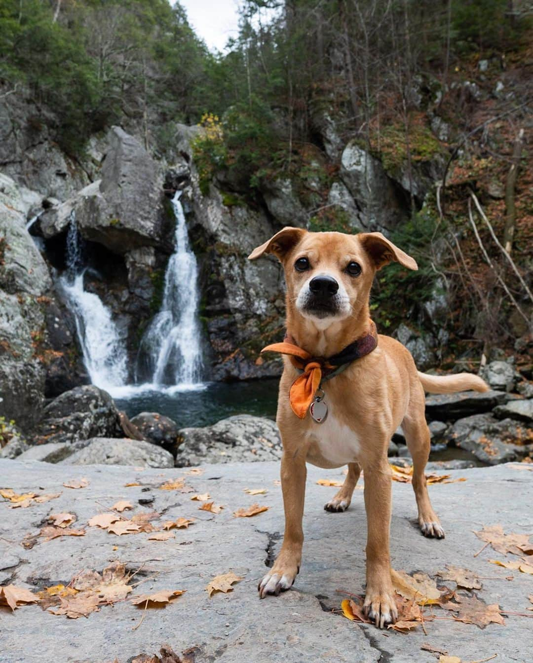 The Dogistさんのインスタグラム写真 - (The DogistInstagram)「Roscoe, Beagle/Chihuahua mix (11 y/o), Bash Bish Falls, Mt Washington, MA • “He once climbed a tree chasing a mongoose in Hawaii. He jumped off and fell 15 feet onto the beach. He didn’t climb trees or chase mongoose after that.”」11月6日 13時43分 - thedogist