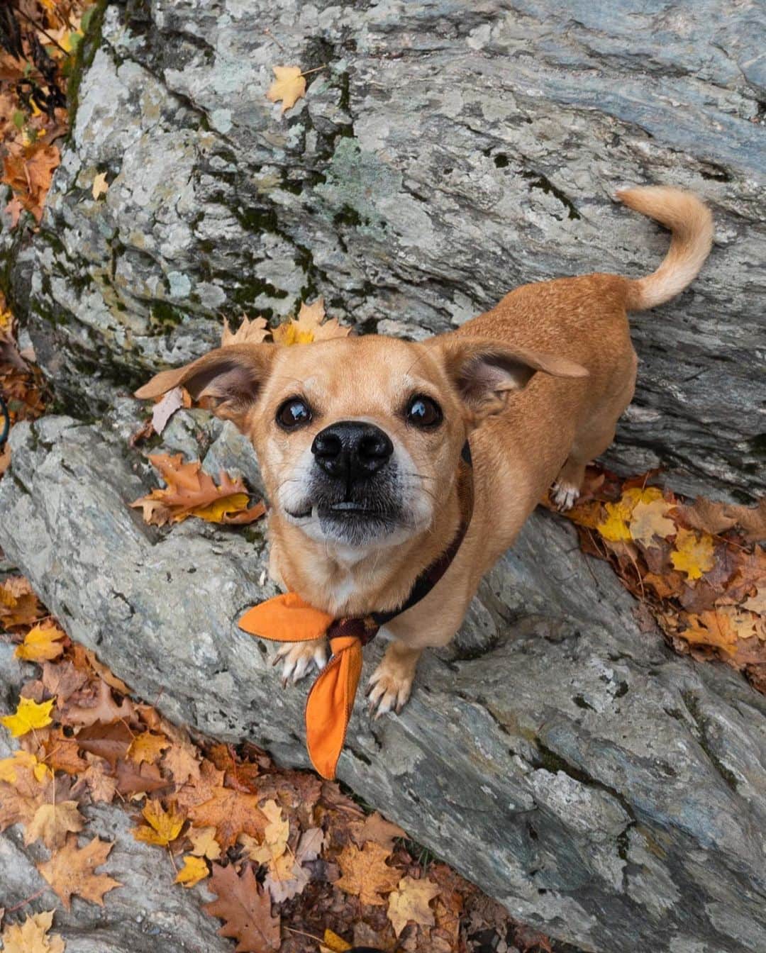 The Dogistさんのインスタグラム写真 - (The DogistInstagram)「Roscoe, Beagle/Chihuahua mix (11 y/o), Bash Bish Falls, Mt Washington, MA • “He once climbed a tree chasing a mongoose in Hawaii. He jumped off and fell 15 feet onto the beach. He didn’t climb trees or chase mongoose after that.”」11月6日 13時43分 - thedogist