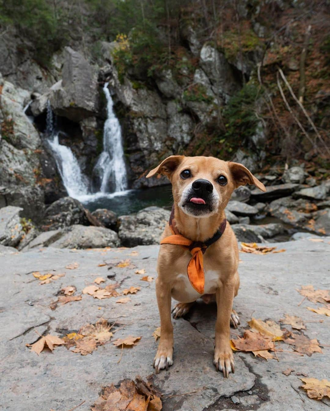 The Dogistさんのインスタグラム写真 - (The DogistInstagram)「Roscoe, Beagle/Chihuahua mix (11 y/o), Bash Bish Falls, Mt Washington, MA • “He once climbed a tree chasing a mongoose in Hawaii. He jumped off and fell 15 feet onto the beach. He didn’t climb trees or chase mongoose after that.”」11月6日 13時43分 - thedogist